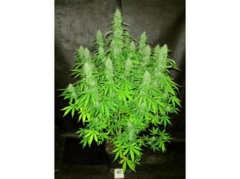 Seedstockers White Widow Auto Feminizovaná Semena Konopí