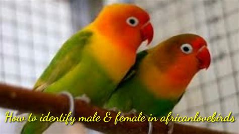 How To Find Male And Female African Lovebirds In தமிழ் S