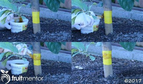 Organic Ant Control For Citrus Trees Tanglefoot Sticky Barriers