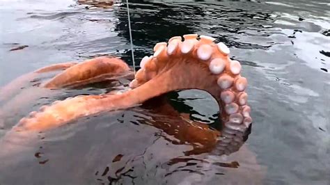 10 Creepy Sea Creatures You Didnt Know Existed Youtube