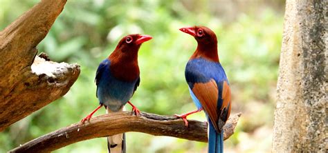 Birds Of Sri Lanka Bird Watching Tours In Sri Lanka Sri Lanka Bird