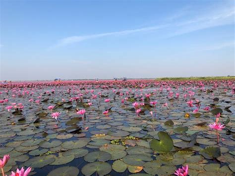 Red Lotus Lake Chiang Haeo Aktuelle 2021 Lohnt Es Sich Mit Fotos
