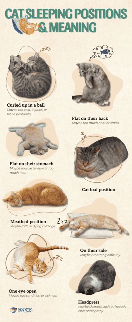 Cat Sleeping Positions When Sick And Other Signs To Observe