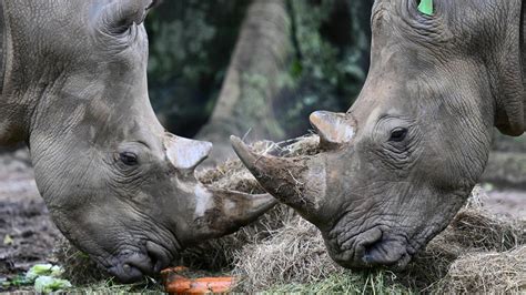 Botswana Has Seen A Huge Spike In Rhinoceros Poaching Over The Past 5