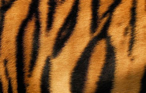 Tiger Skin Wallpapers Wallpaper Cave