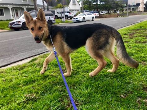 Dog For Adoption Goku A German Shepherd Dog In Newport Beach Ca