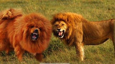 11 Dogs That Look Like Wild Animals Animals Lion And Tibetan Mastiff