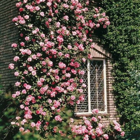 Top Climbing Roses To Plant Now Plants Gallery