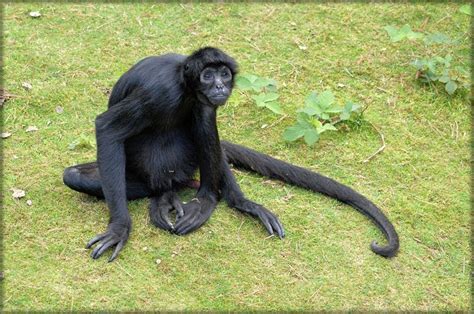 Maybe you would like to learn more about one of these? Black Spider Monkey Facts, Habitat, Diet, Life Cycle, Baby ...