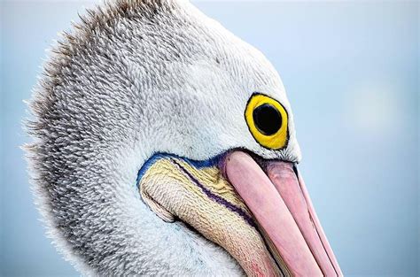 Pelicans Become Brightly Colored Before The Breeding Season💎 Photograph