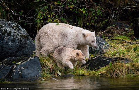 Rare Albino Bear Spotted Teaching Her Cub How To Catch A Fish Daily