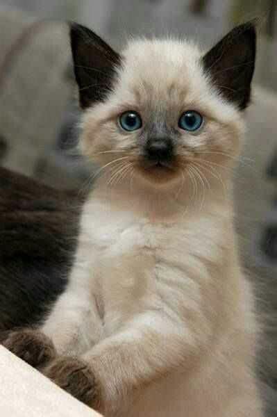 Cute Siamese Kitten