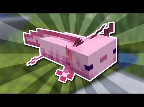 All You Need To Know About Axolotls In Minecraft