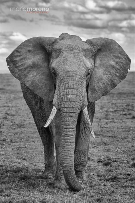 Monochrome Portrait Of An Elephant By Mario Moreno 500px