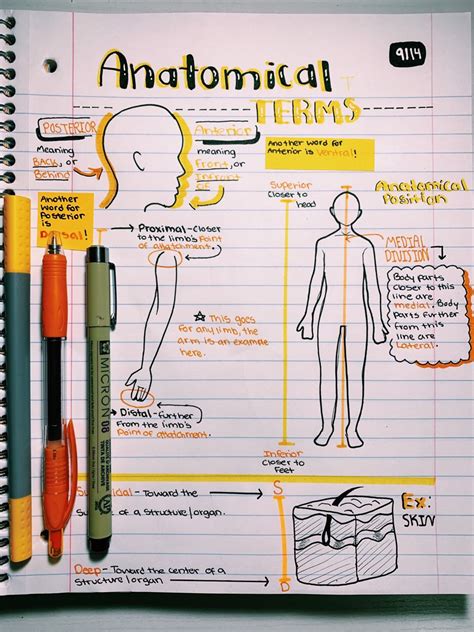 My Anatomy Notes Medical School Stuff Nurse Study Notes Medical