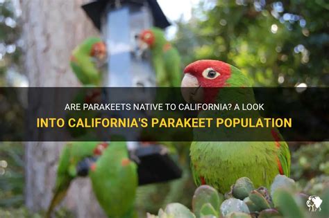 Are Parakeets Native To California A Look Into Californias Parakeet