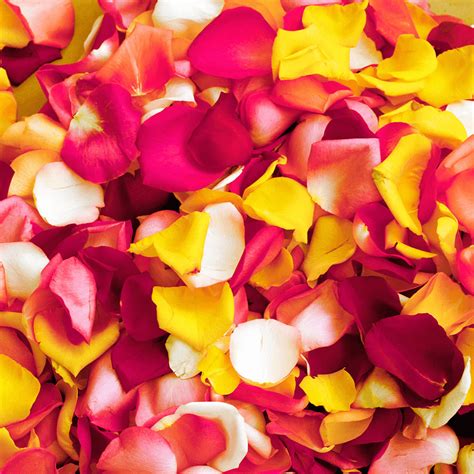 5000 Assorted Petals Beautiful Fresh Cut Flowers Express Delivery