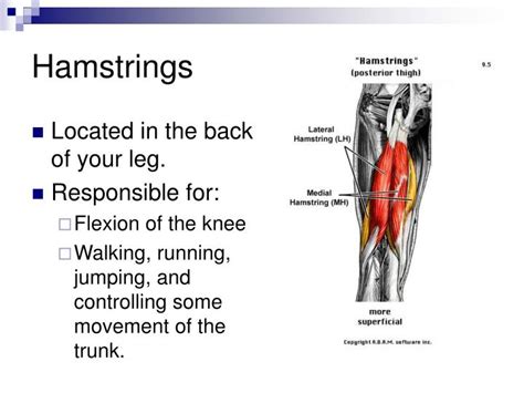 Tackling tendon and ligament injuries the horse : PPT - The Muscular System PowerPoint Presentation - ID:1782382