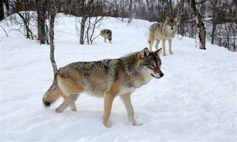 poll should norway s plan to cull its wolves be abandoned focusing on wildlife wolf