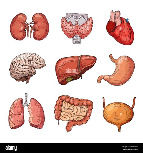 Human Internal Organs Cartoon Brain And Heart Liver And Kidneys