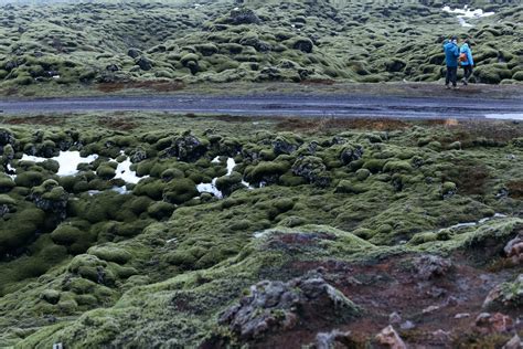 Why You Should Visit Icelands Eldhraun Lava Field At Least Once In