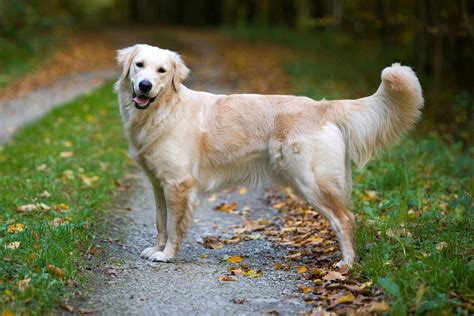 Golden Retriever Information And Characteristics Daily Paws