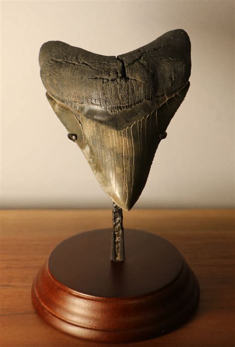 Megalodon Shark Tooth For Sale 454 Inches Fossil Realm