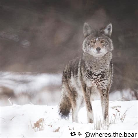 Coyote Watch Canada On Instagram Beautiful Coyote Coyotes