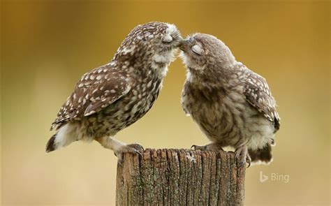 Burrowing Owl Chicks 2016 Bing Desktop Wallpaper Wallpapers View