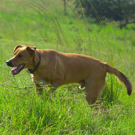 12 Dog Breeds That Originated In Africa