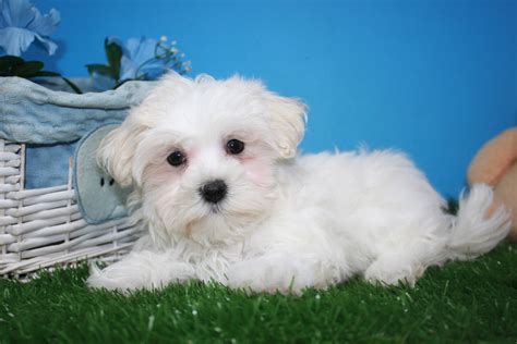 Coton De Tulear Puppies For Sale Long Island Puppies