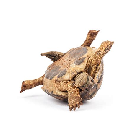 Turtle Stock Photos Pictures And Royalty Free Images Istock