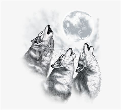 Волк Воет На Луну Картинка Черно Белая Telegraph