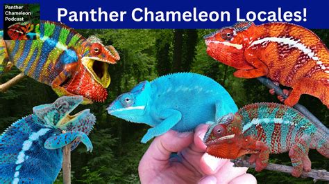 Panther Chameleon Locales How To Choose Chameleon Academy