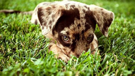 1920x1080 1920x1080 Grass Puppy Look Dog Coolwallpapersme
