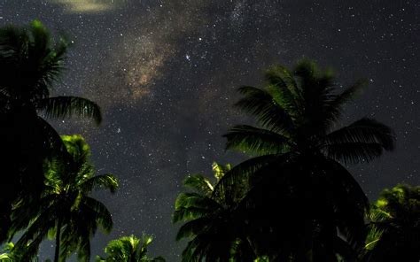 Download Wallpaper 1680x1050 Starry Sky Palm Trees Branches Leaves