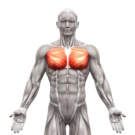 Typical pm structure was observed in 63.75% of specimens. Pectoralis Major - Function, Origin, Insertion ...