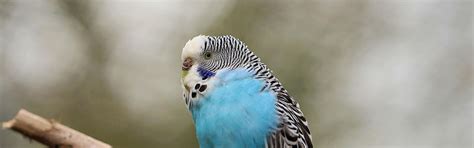 Budgie Care Guide Long Island Birds And Exotic Veterinary Clinic