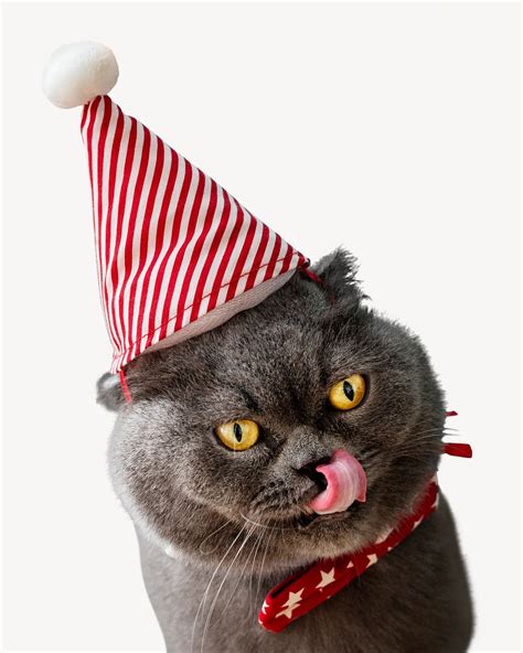 Cat Wearing Birthday Hat Isolated Premium Photo Rawpixel