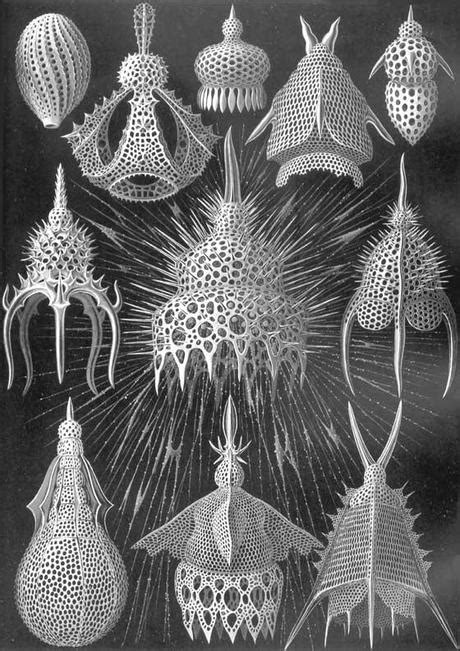 Spettacolari Patterns Nelle Illustrazioni Scientifiche Di Ernst Haeckel
