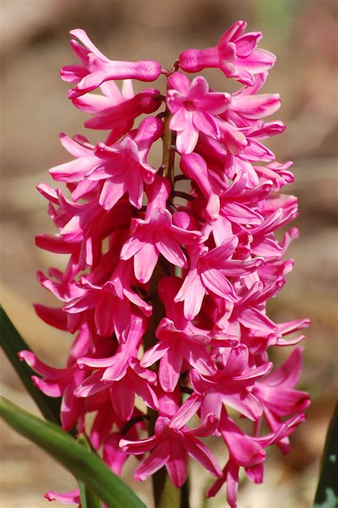 Hyacinths Come In Various Colors My Favorite Is Pink Picture And