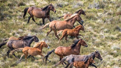brumbies in the high country it s a wild political ride the australian