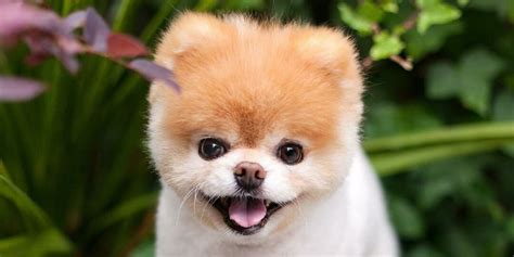 The Worlds Most Adorable Worlds Most Cutest Dogs Photo And Video