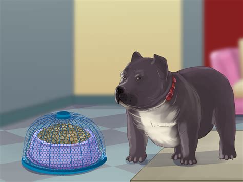 Dogs are like people since they have different nutritional needs. How to Feed an American Bully Puppy: 7 Steps (with Pictures)