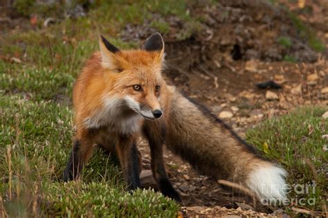 Red Fox Vulpes Fulva Photograph By Ron Sanford Pixels