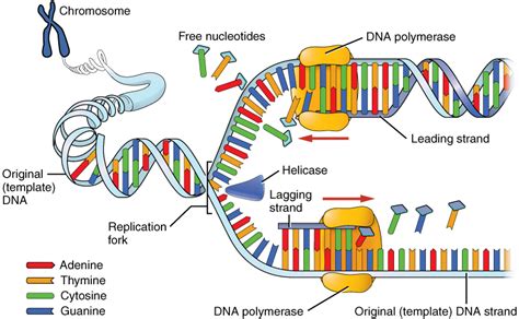 The Nucleus And Dna Replication Anatomy And Physiology I