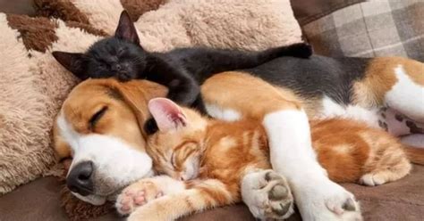 10 Fotos De Cães E Gatos Se Abraçando Você Vai Se Apaixonar