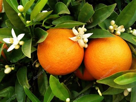 Two Oranges On Orange Tree Stock Photo By ©membio 5234483