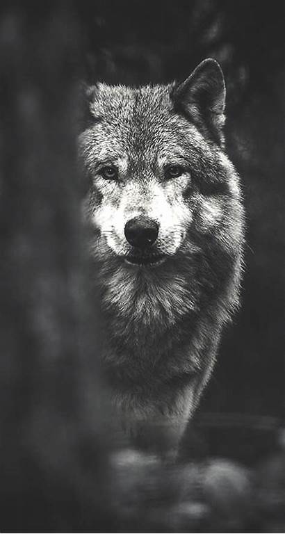 Wolf Wallpapers Cool Animals Jllsly