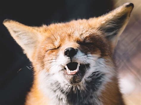 8 Foxes Smiling And Why You Should Too All Things Foxes In 2020